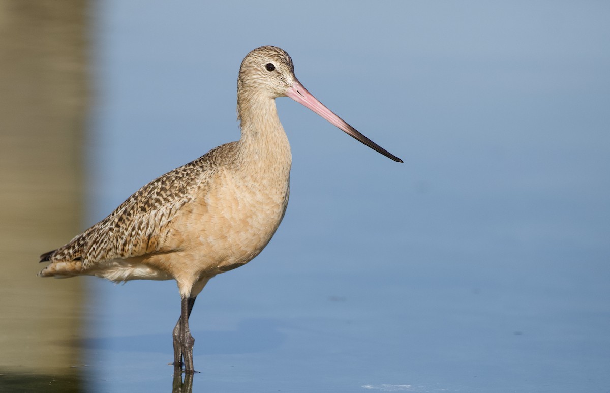 Marbled Godwit - ML409656871