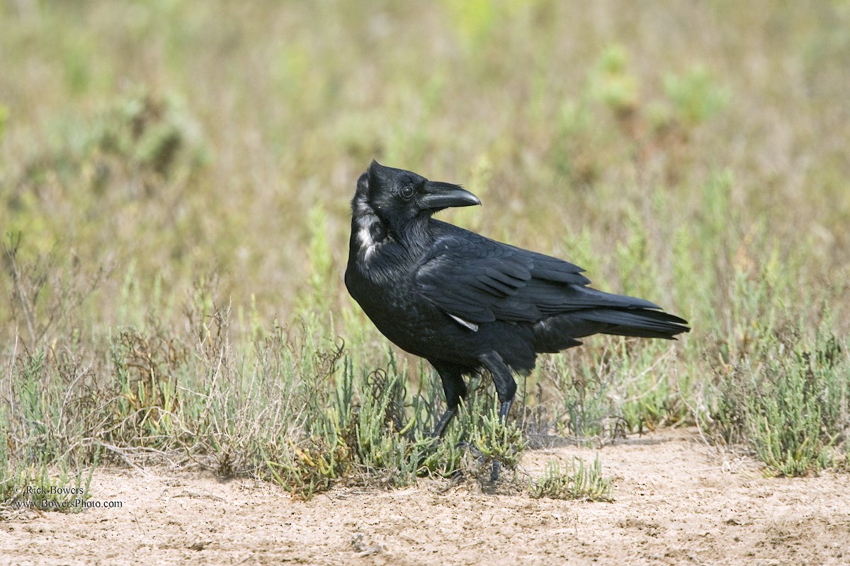 Chihuahuan Raven - Rick Bowers