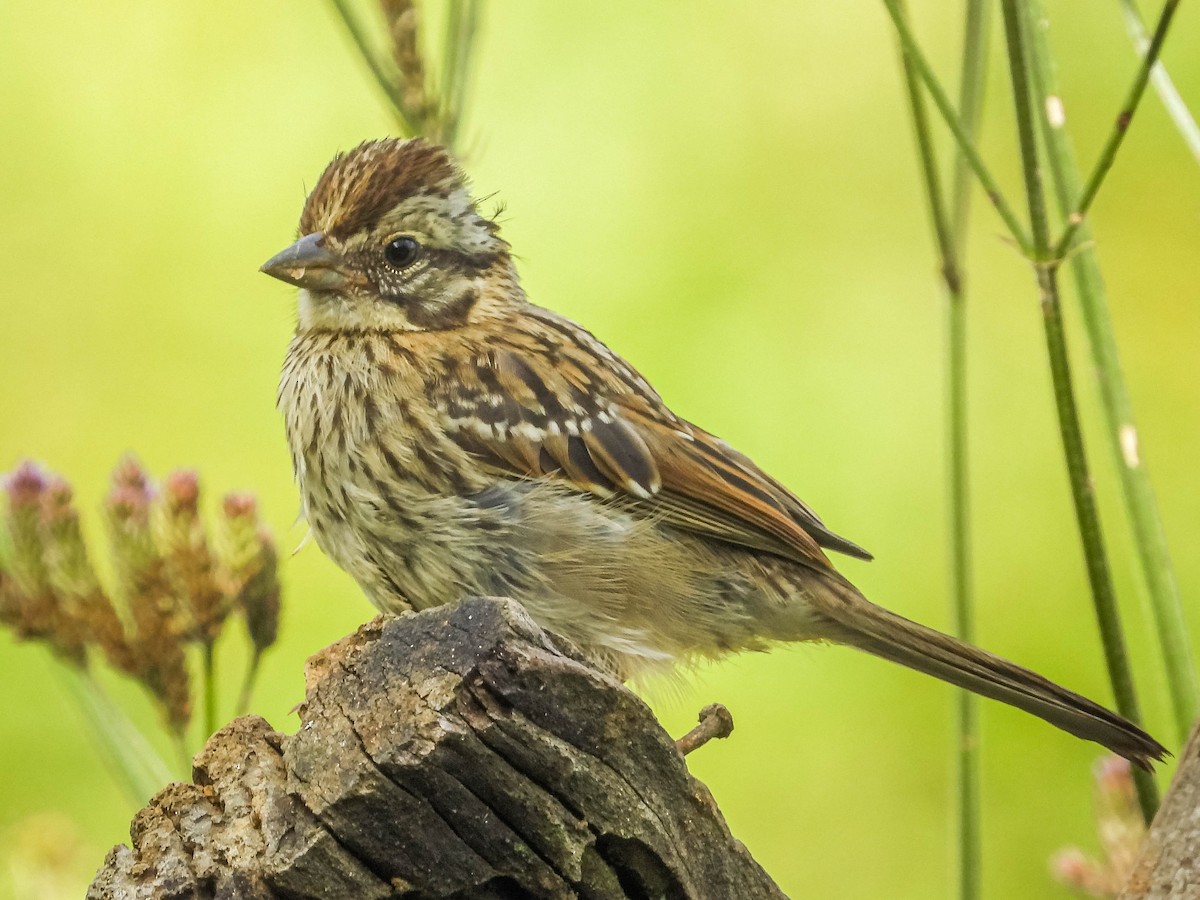 Rufous-collared Sparrow - ML409658231