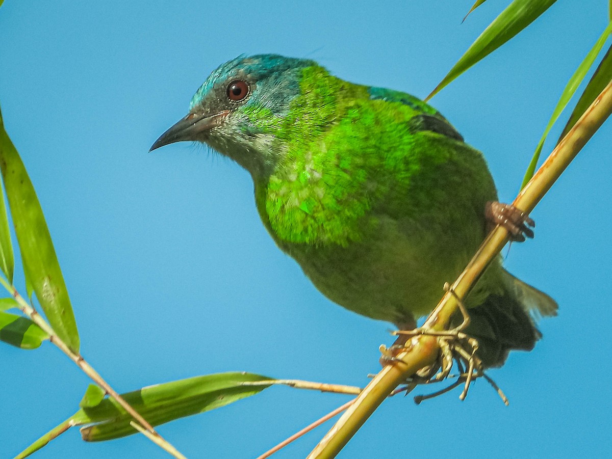 Blue Dacnis - ML409658401