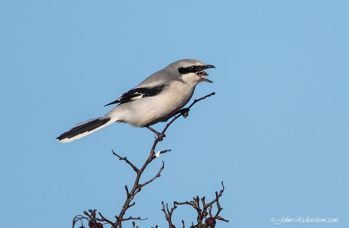 Great Gray Shrike - ML40965871