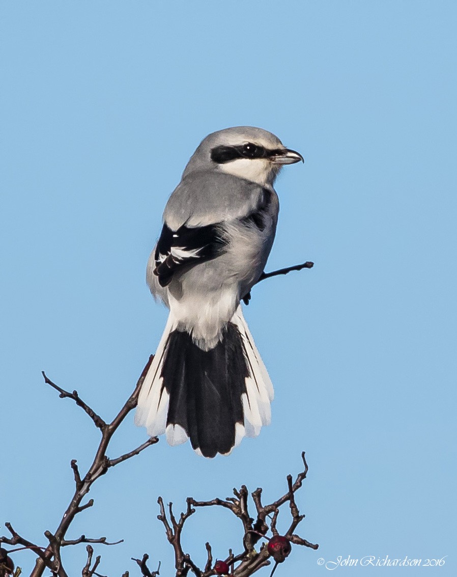 Great Gray Shrike - ML40965881