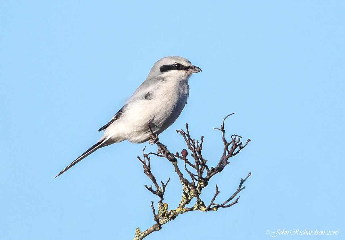 Great Gray Shrike - ML40965891