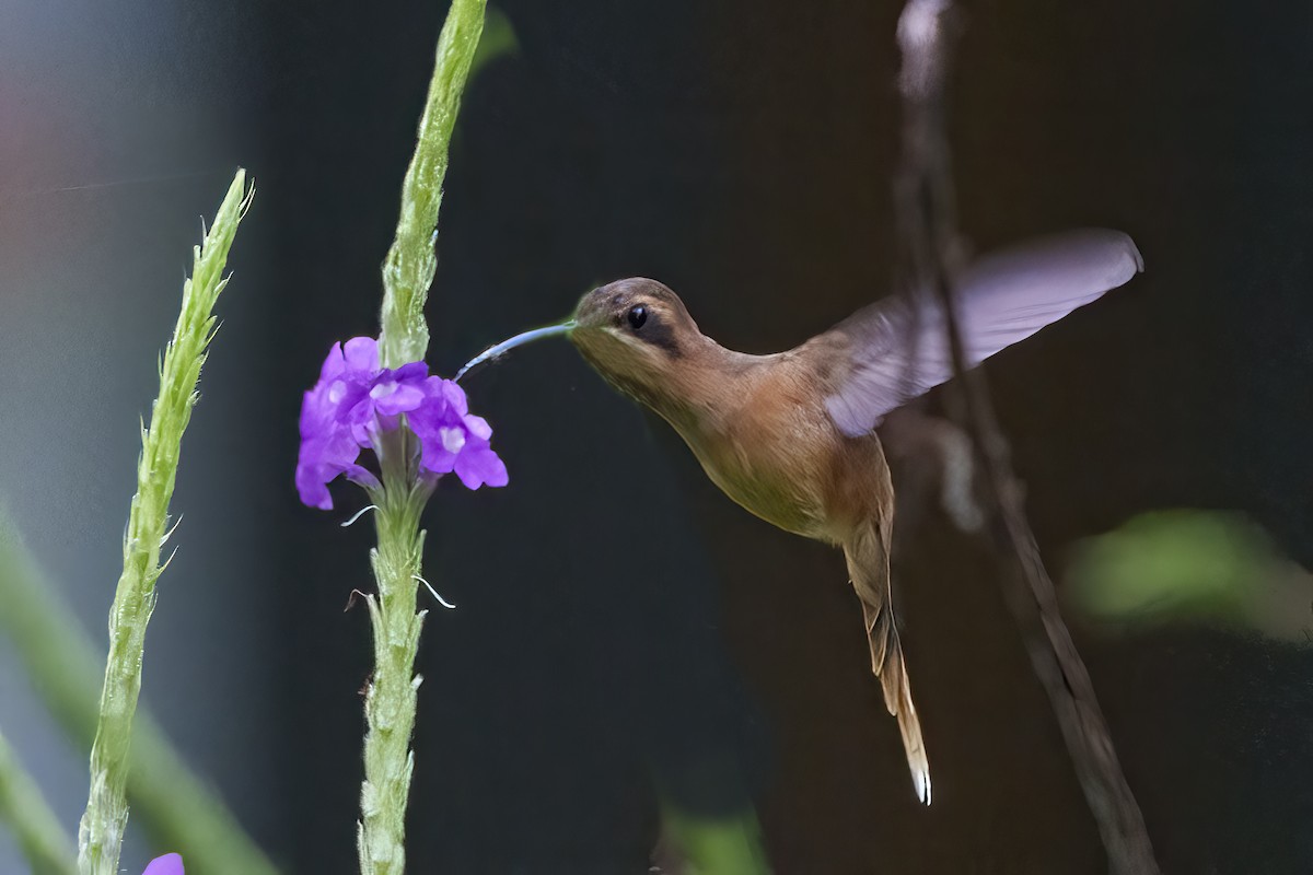 Stripe-throated Hermit - Larry Master