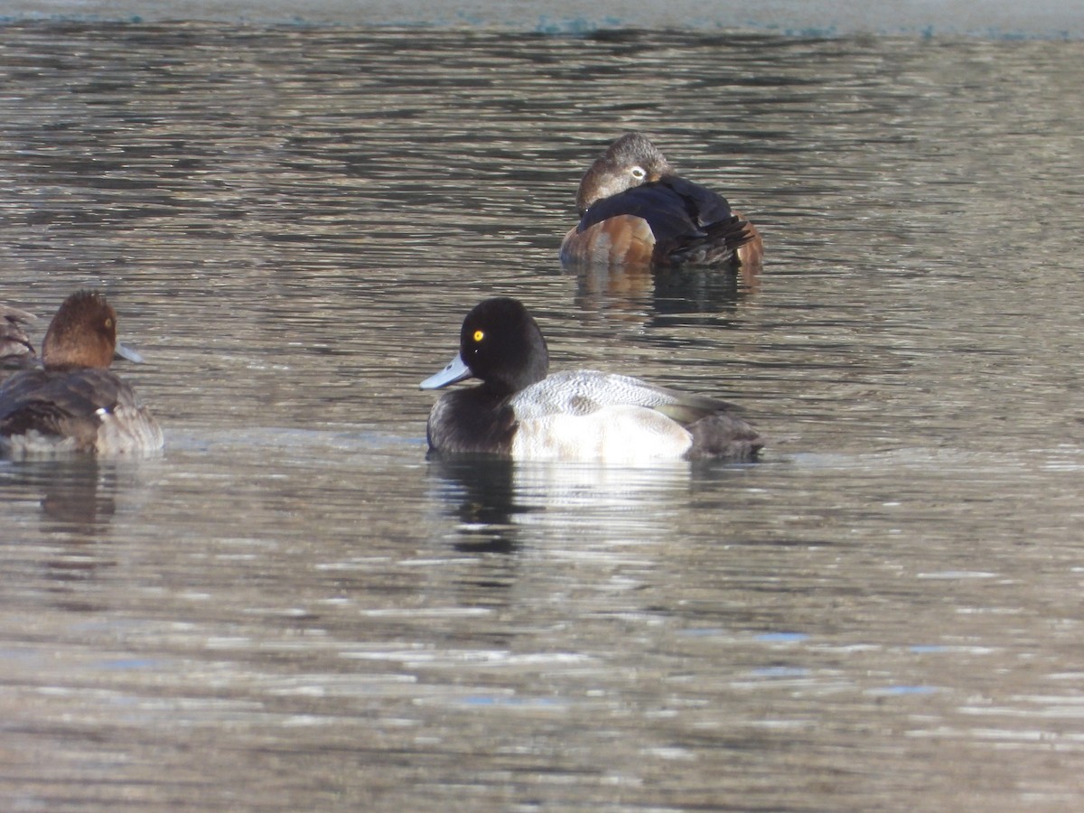 Lesser Scaup - Tom Wuenschell