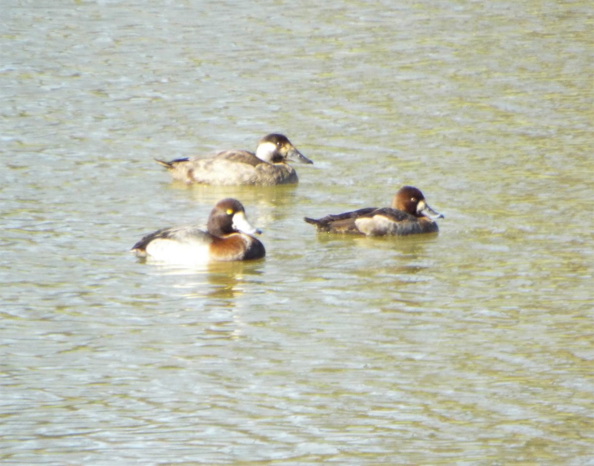 Surf Scoter - ML409660031