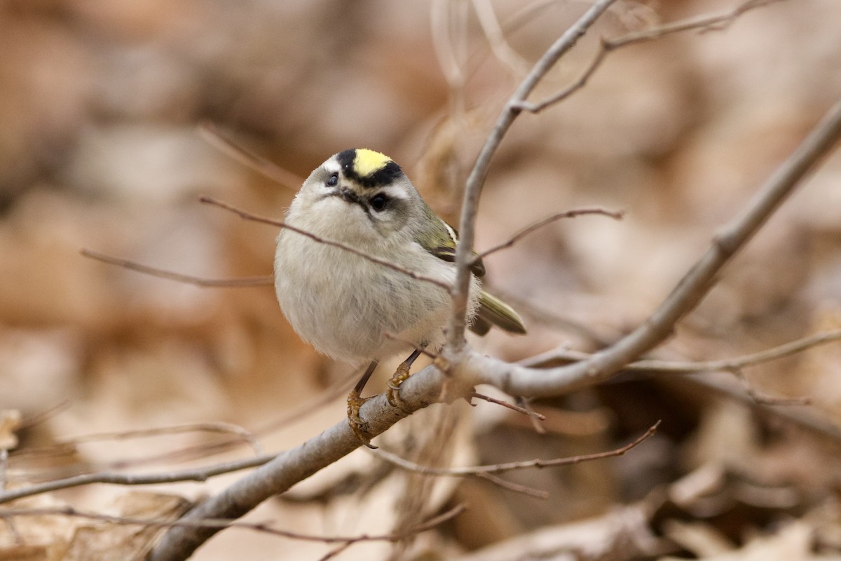 Golden-crowned Kinglet - ML409661401