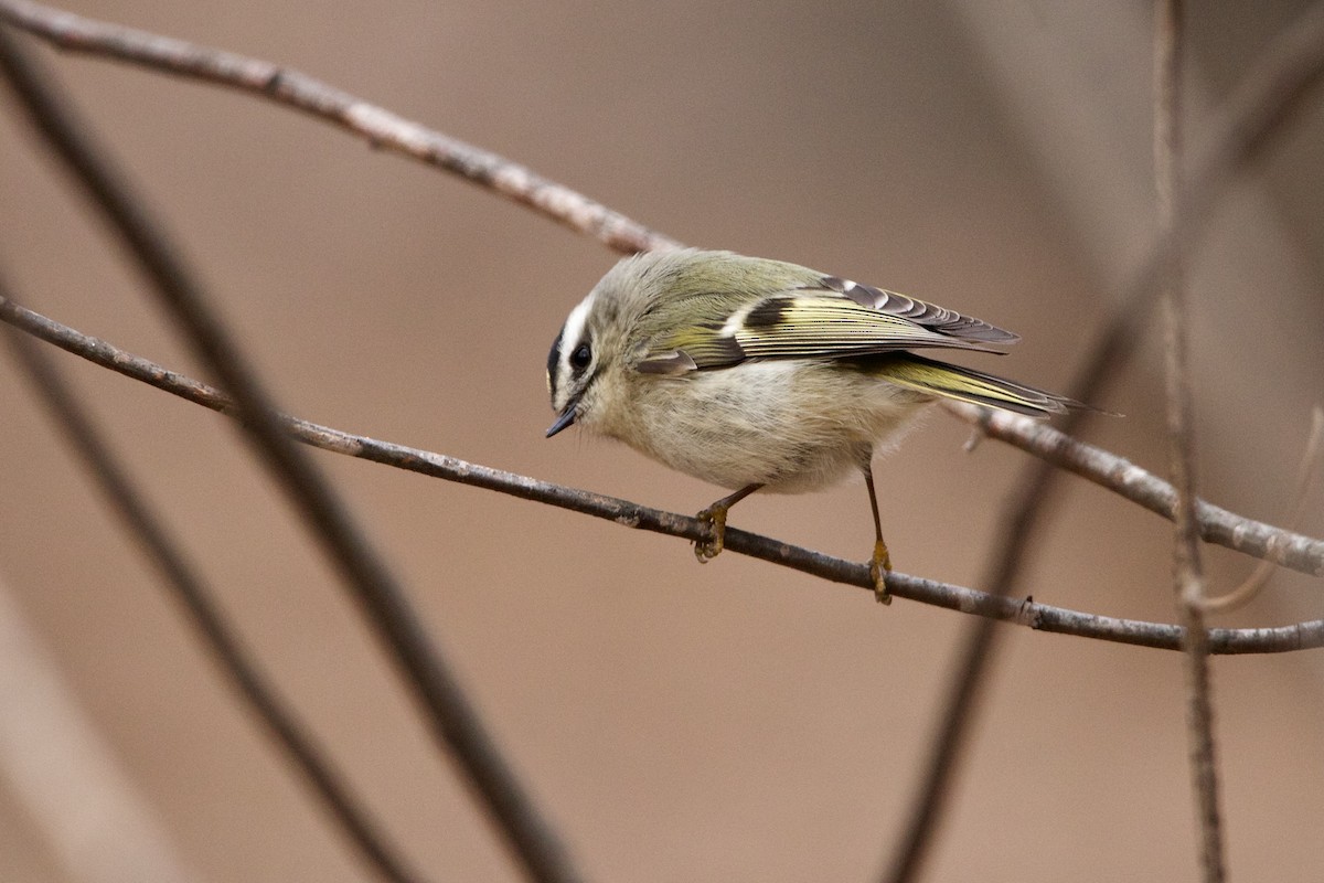 Golden-crowned Kinglet - ML409661411