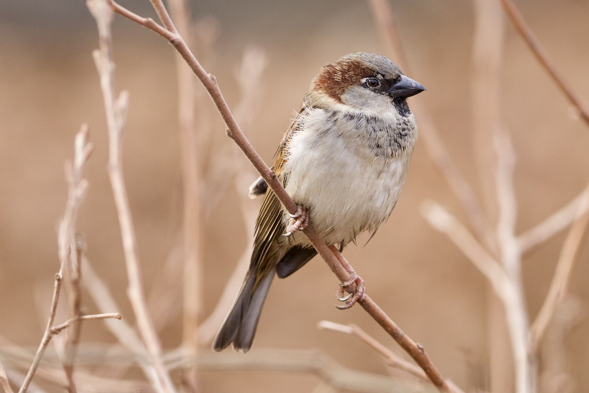 House Sparrow - ML409661571