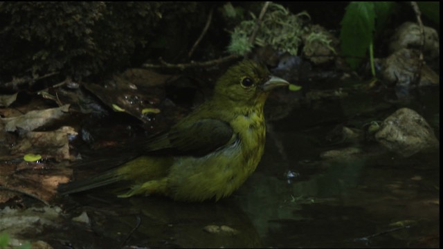 Piranga Escarlata - ML409662