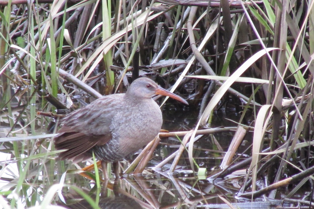 Clapper Rail - ML409662931