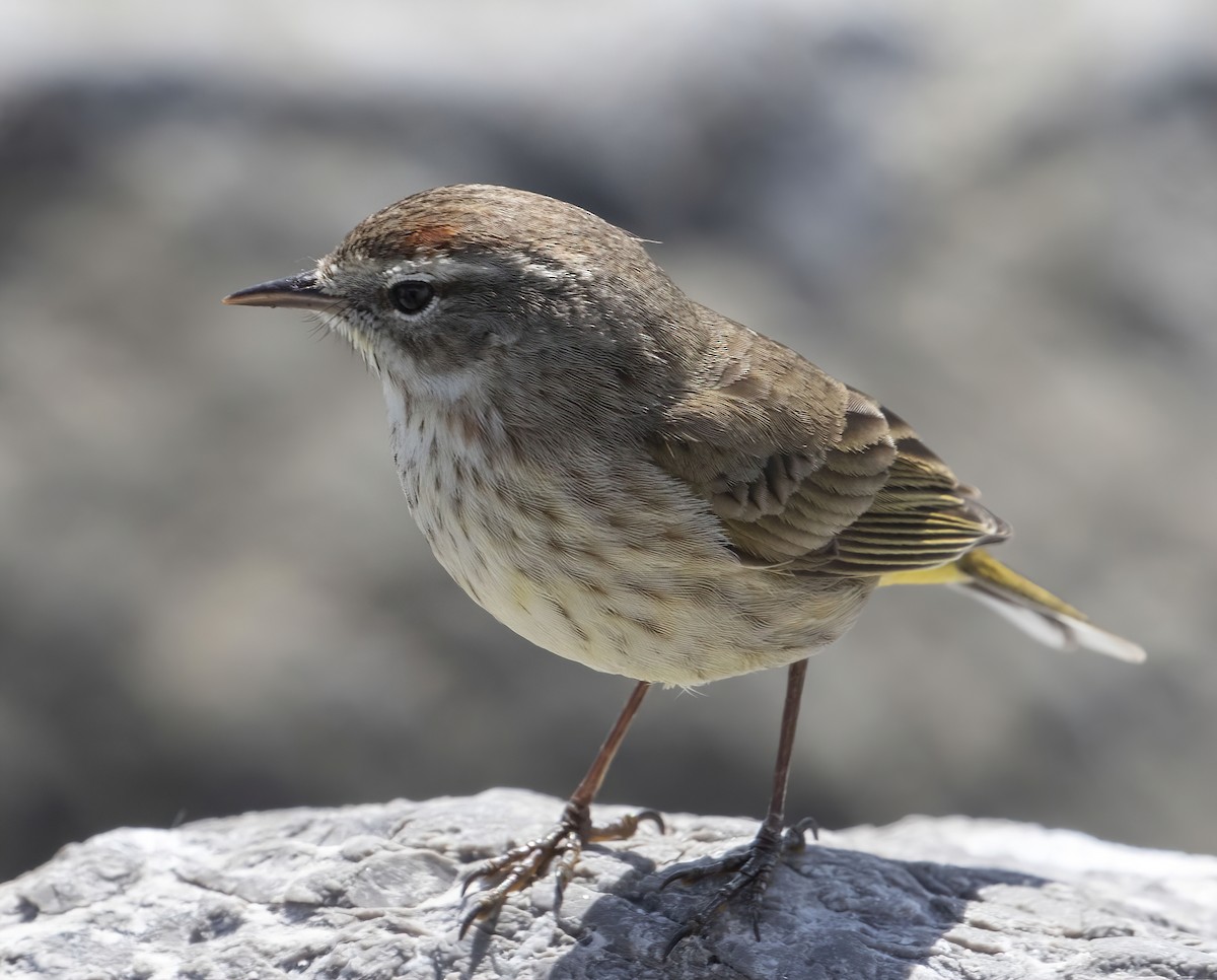 Palm Warbler (Western) - ML409663511