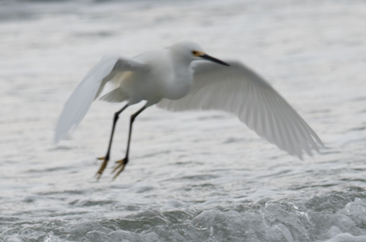 Snowy Egret - ML409663651