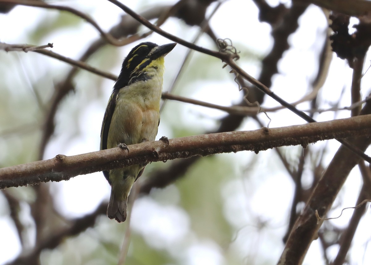 Red-rumped Tinkerbird - Marc Languy