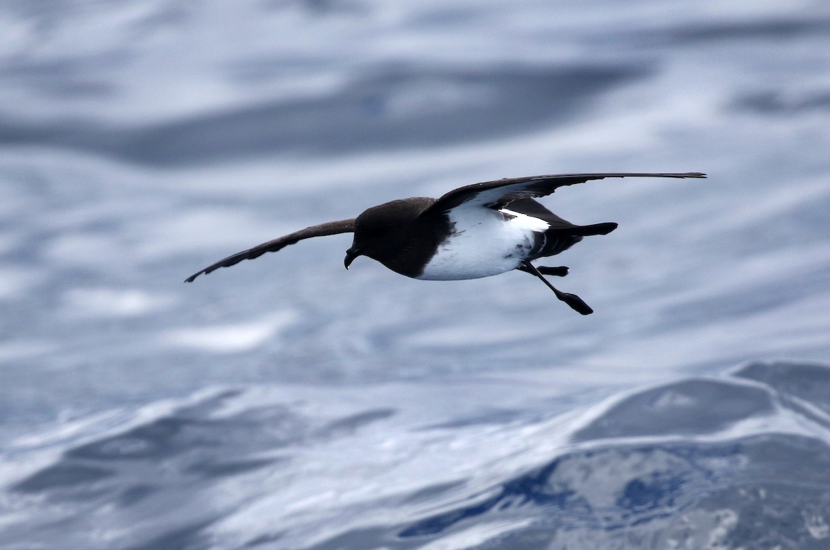 White-bellied Storm-Petrel - Stuart Kelly