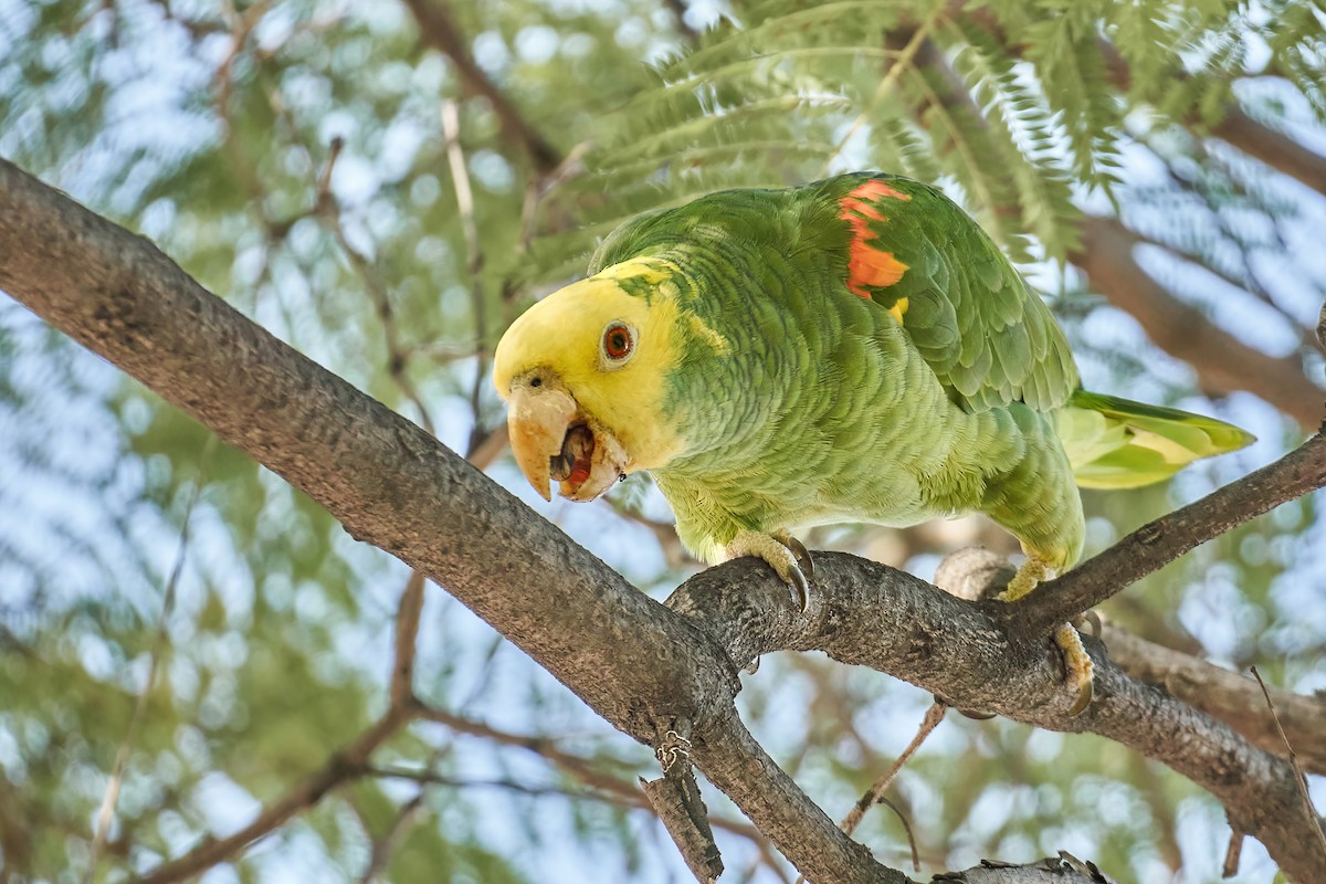 Yellow-headed Parrot - ML409666041