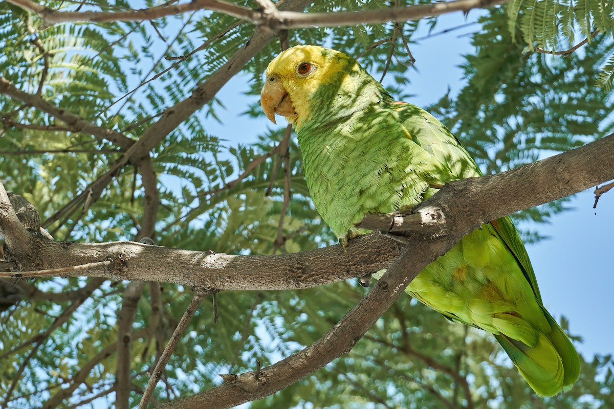 Yellow-headed Parrot - ML409666061