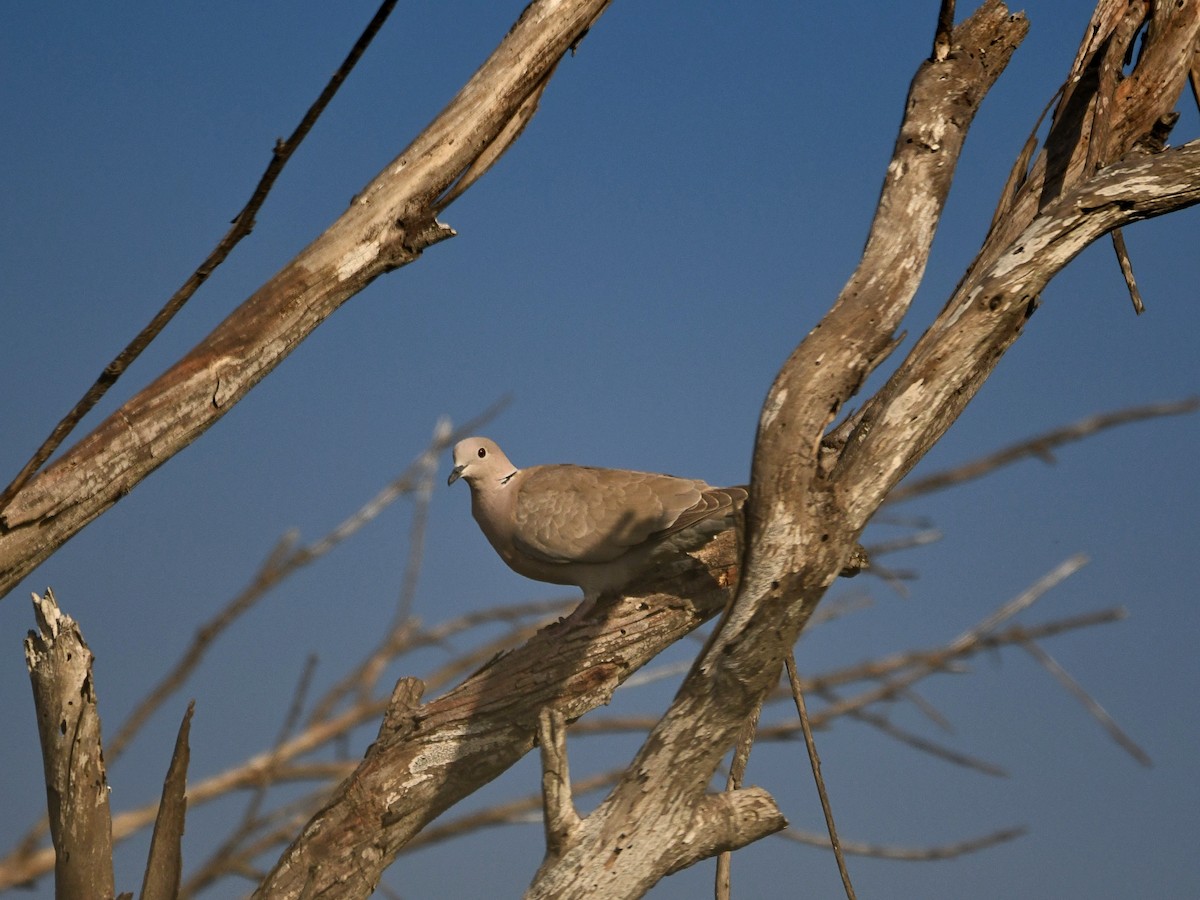 Eurasian Collared-Dove - ML409666861