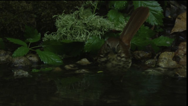 Brown Thrasher - ML409667