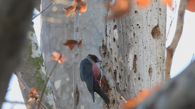 Lewis's Woodpecker - ML409667961