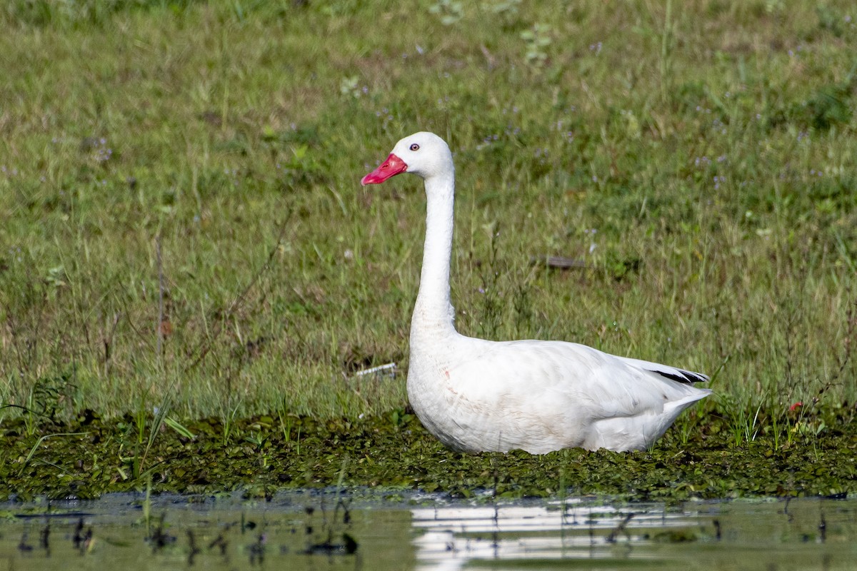 Coscoroba Swan - Marco Silva