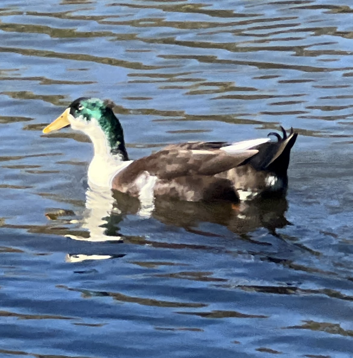 Mallard (Domestic type) - ML409668771