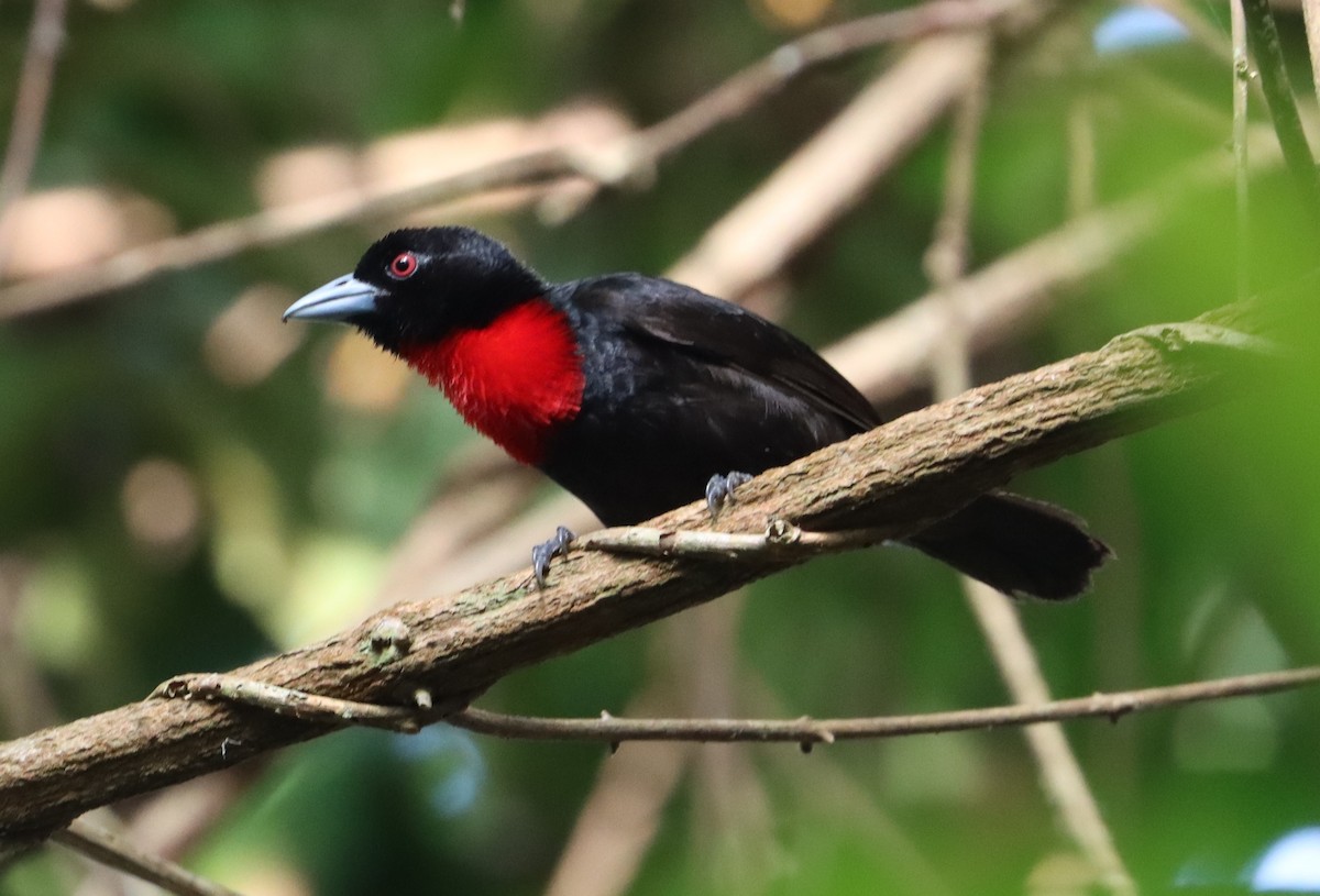 Blue-billed Malimbe - ML409669771