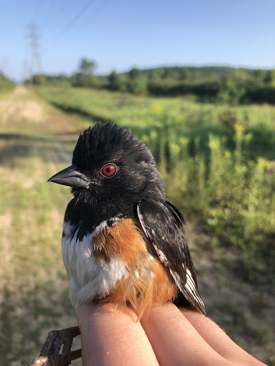 Eastern Towhee - ML409671001