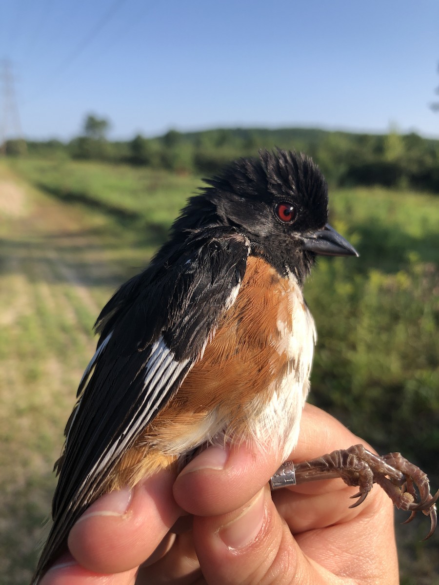 Eastern Towhee - ML409671041