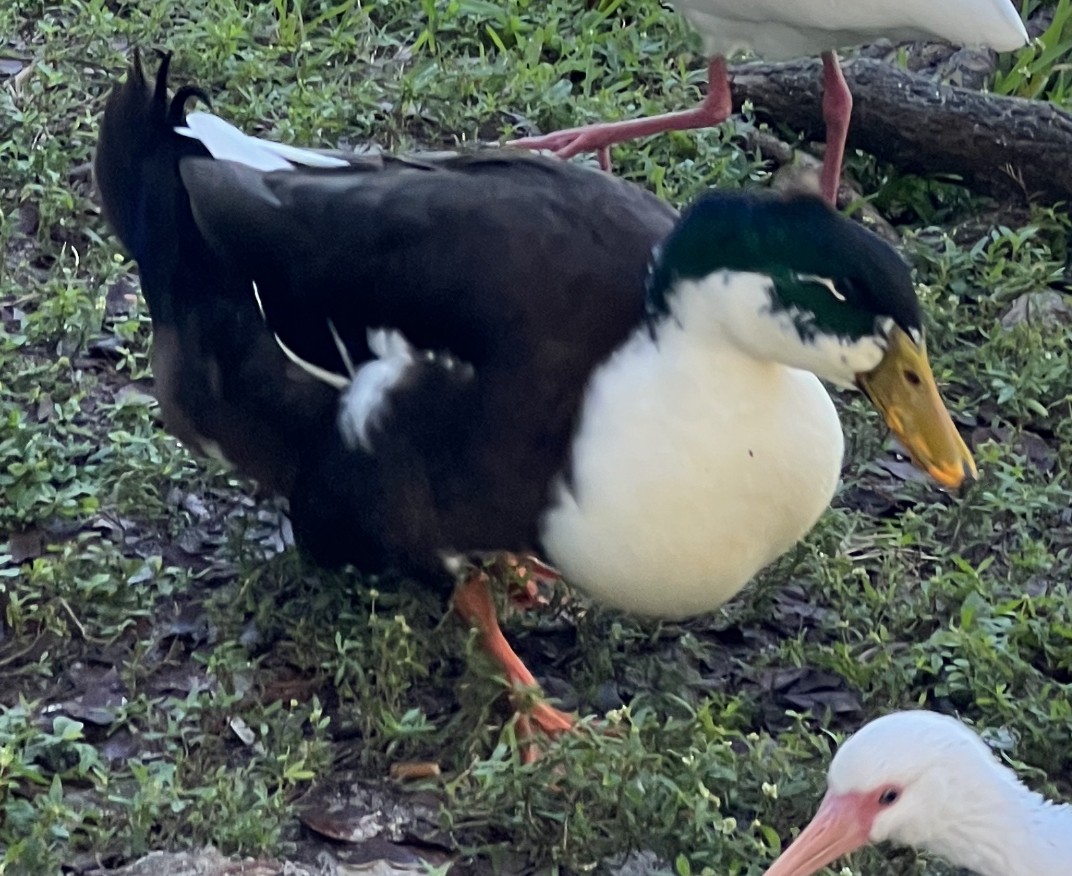 Mallard (Domestic type) - ML409671901