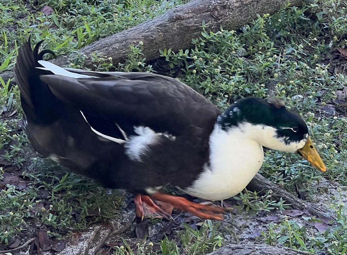 Mallard (Domestic type) - ML409671911