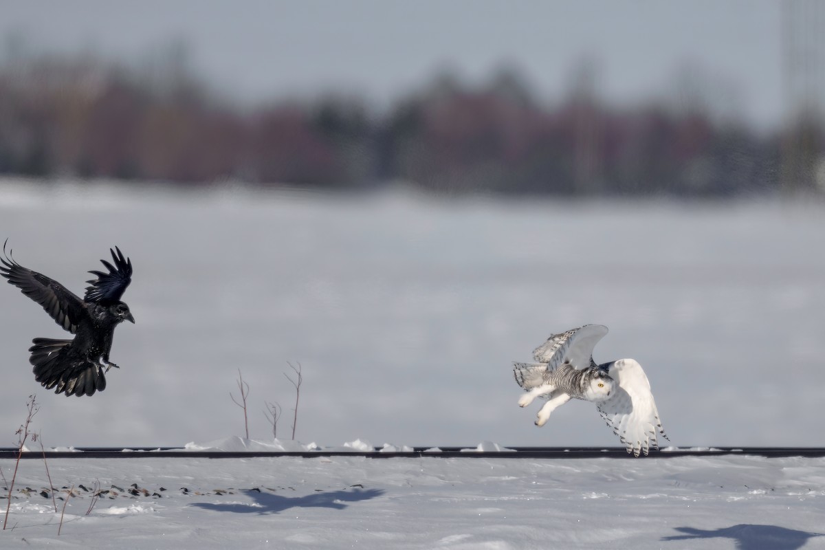 Snowy Owl - Brock Gunter-Smith