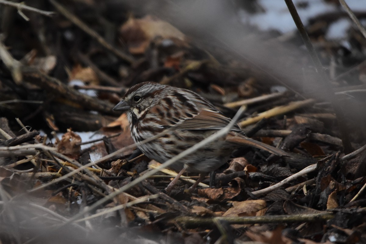 Song Sparrow - Zachary Peterson