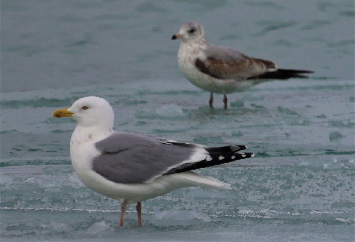 クロワカモメ - ML409675611