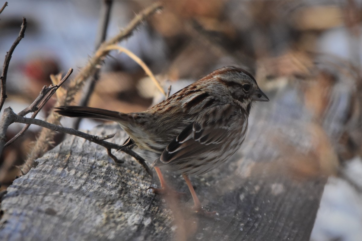 Song Sparrow - Zachary Peterson