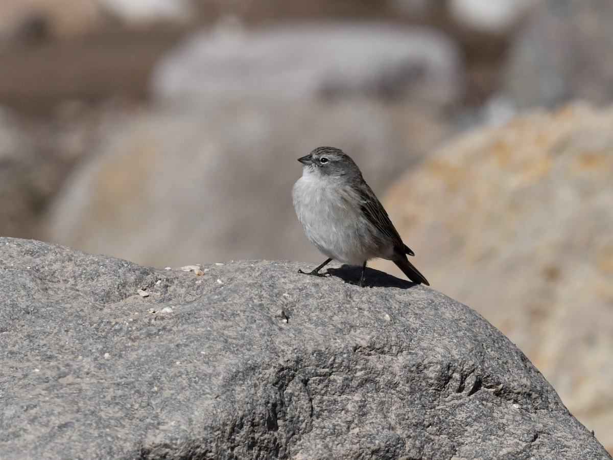 Ash-breasted Sierra Finch - ML409676861