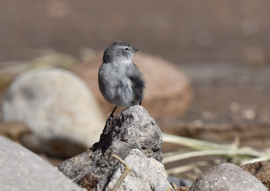 Ash-breasted Sierra Finch - ML409676891