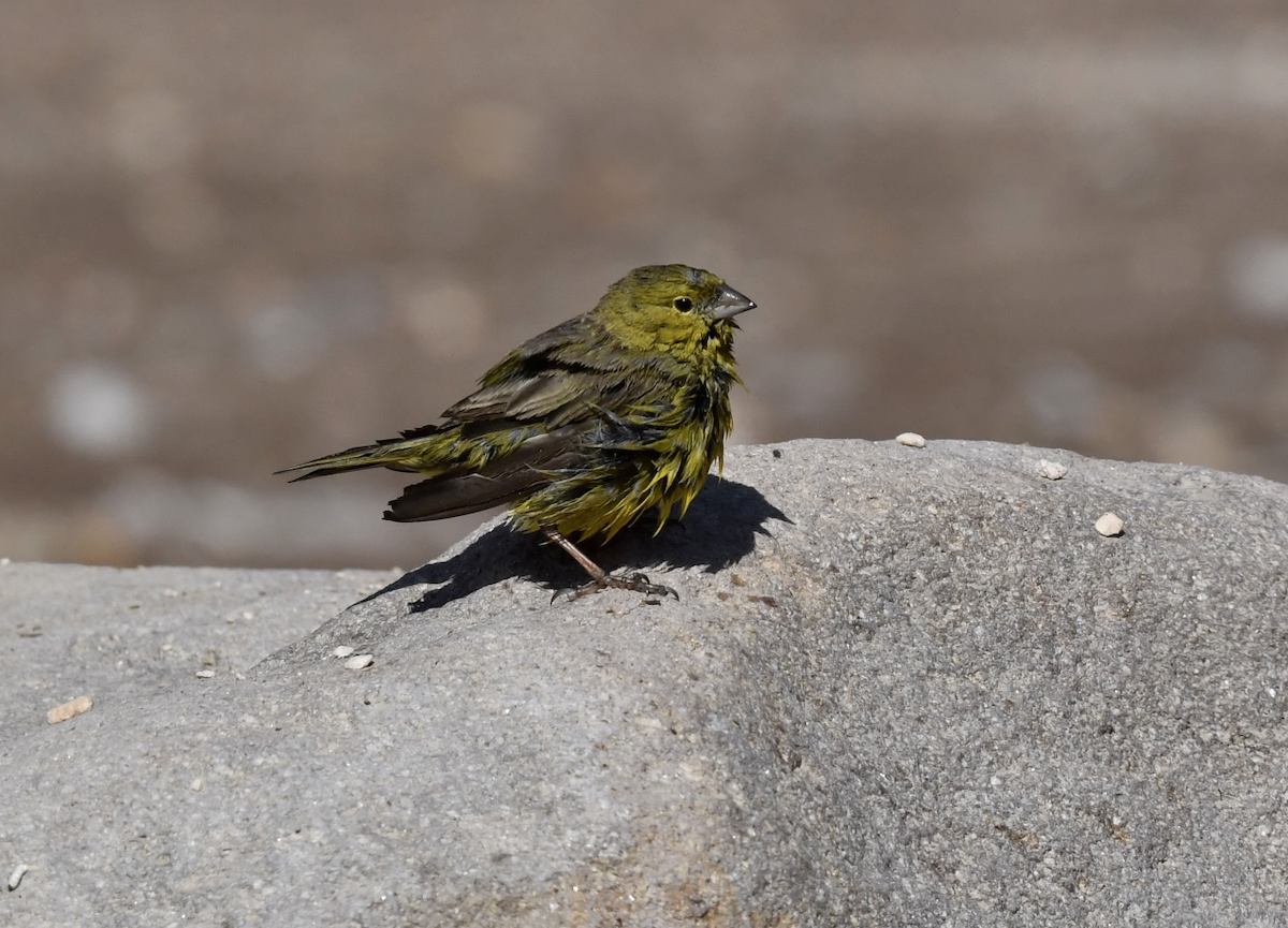 Greenish Yellow-Finch - ML409677091