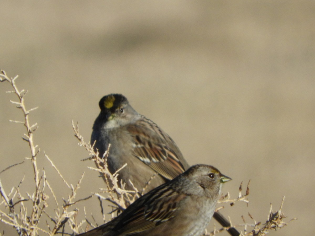 Golden-crowned Sparrow - ML409677441