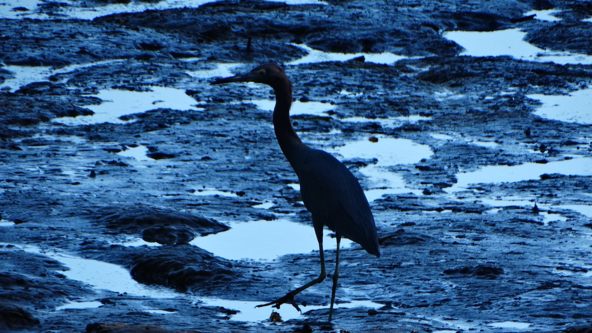 Little Blue Heron - ML409677461