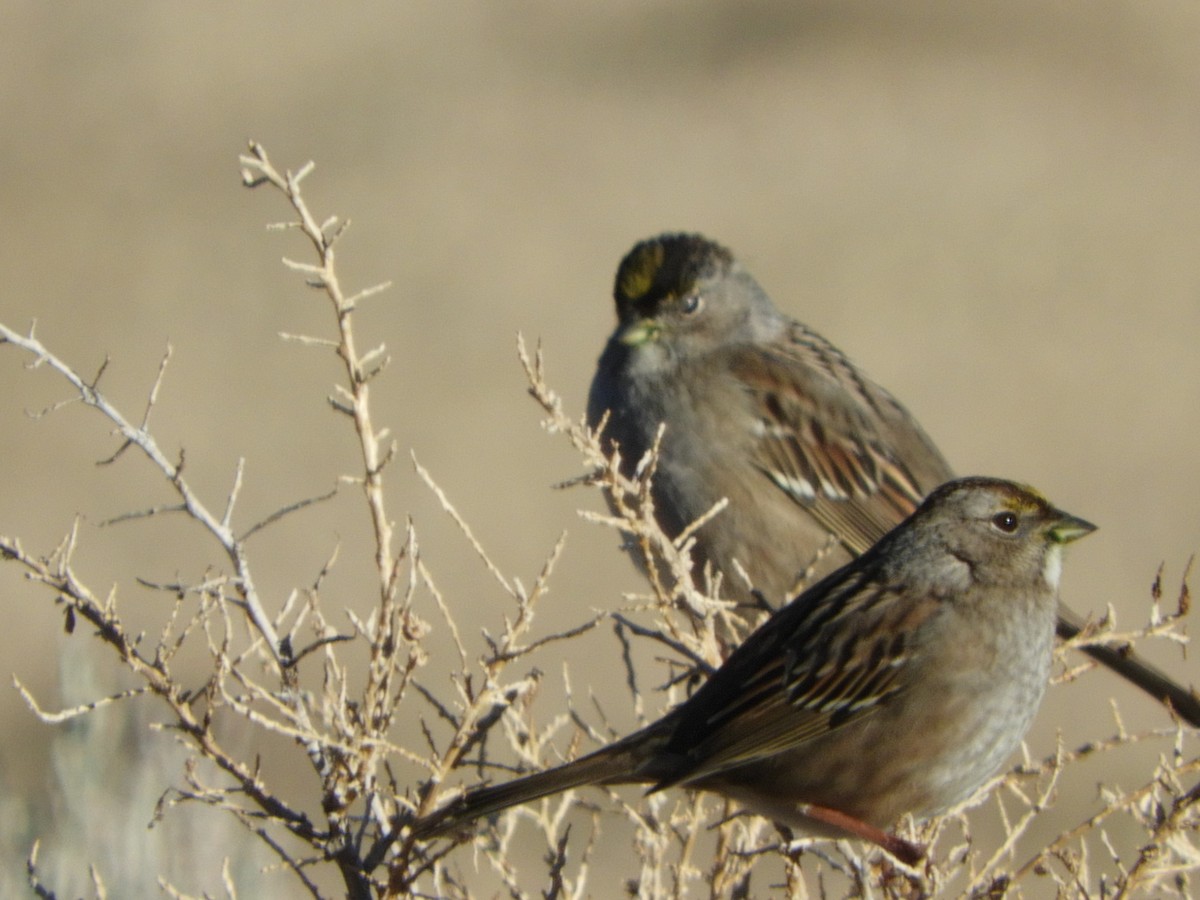 Golden-crowned Sparrow - ML409677481