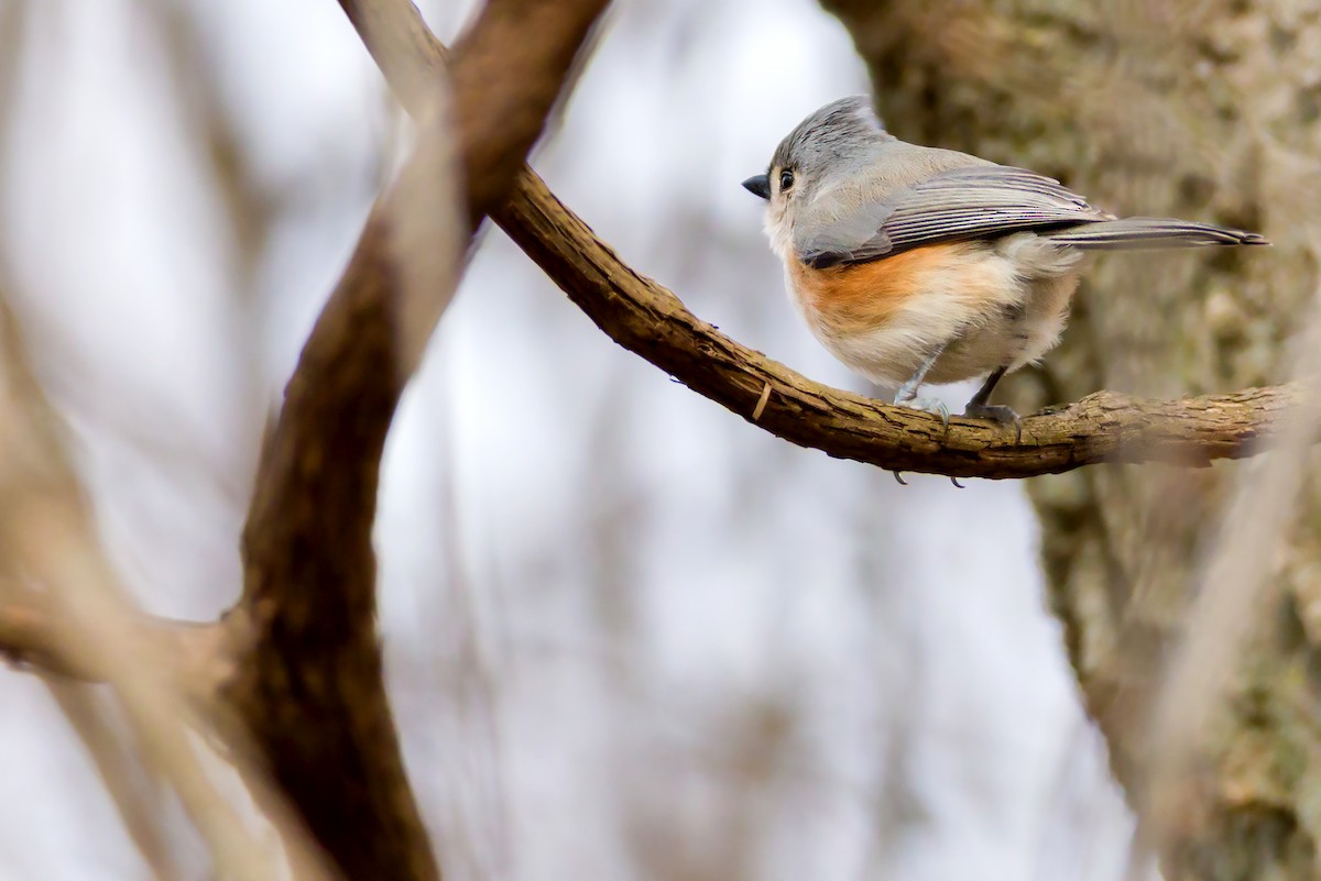 Tufted Titmouse - ML409678951