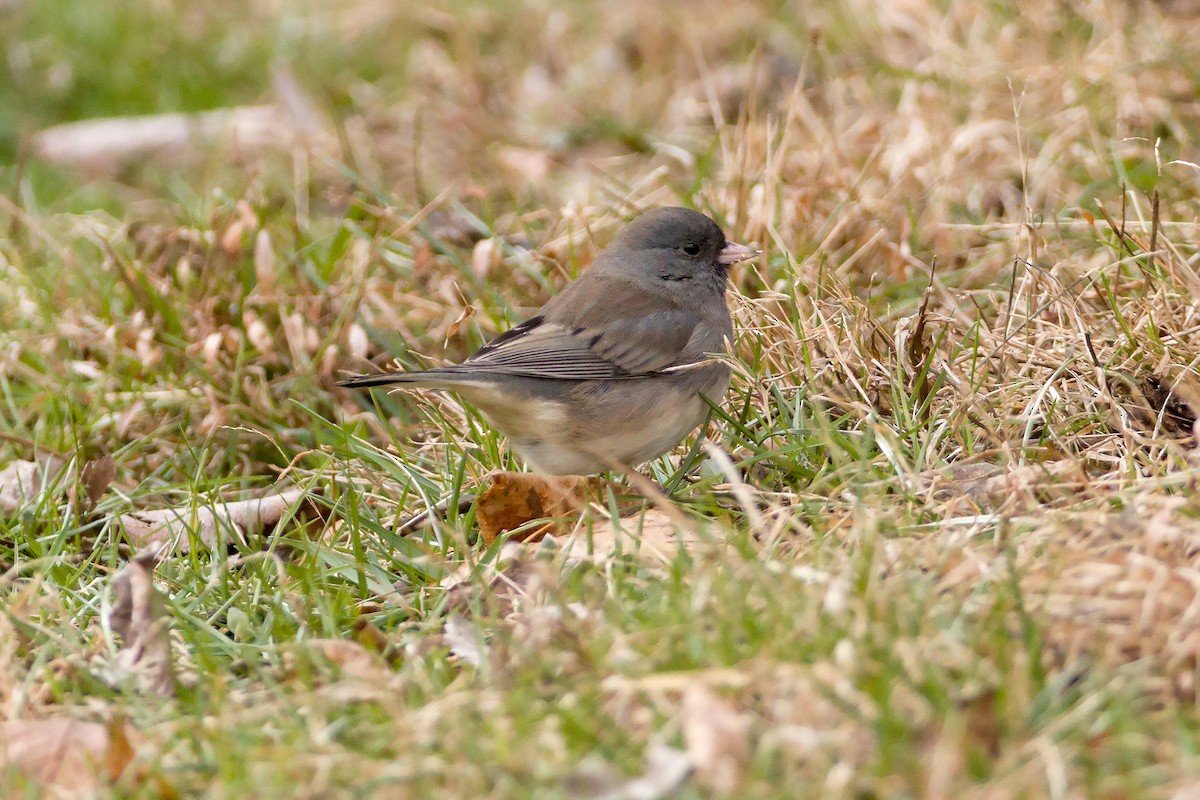 Dark-eyed Junco - ML409679021