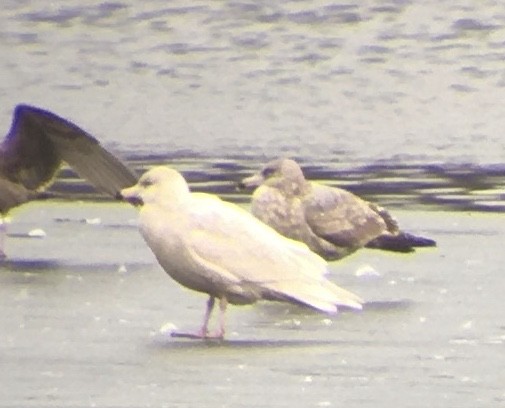 Glaucous Gull - ML409679121