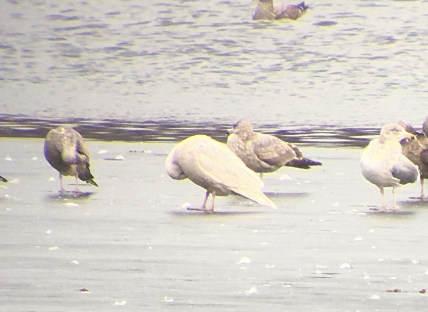 Glaucous Gull - ML409679131