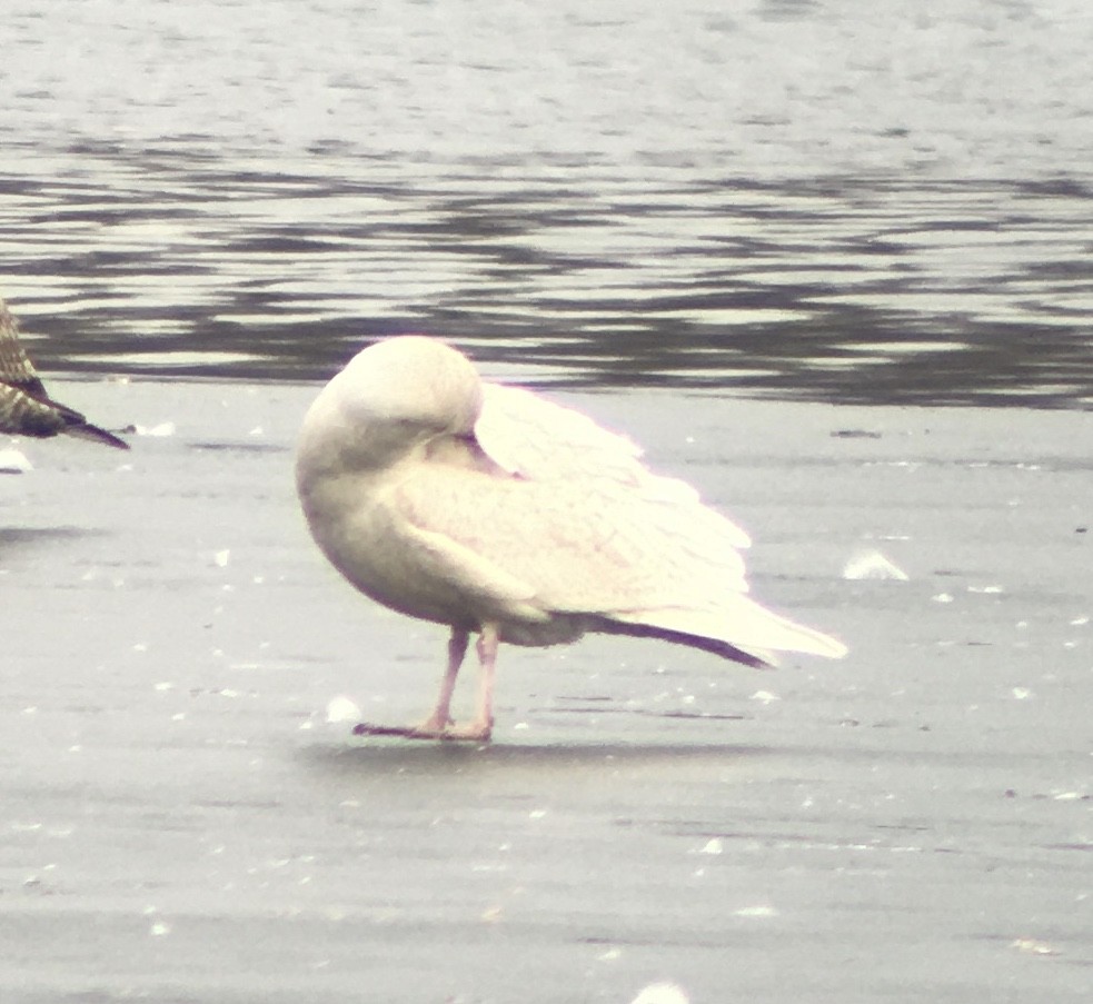 Glaucous Gull - ML409679141