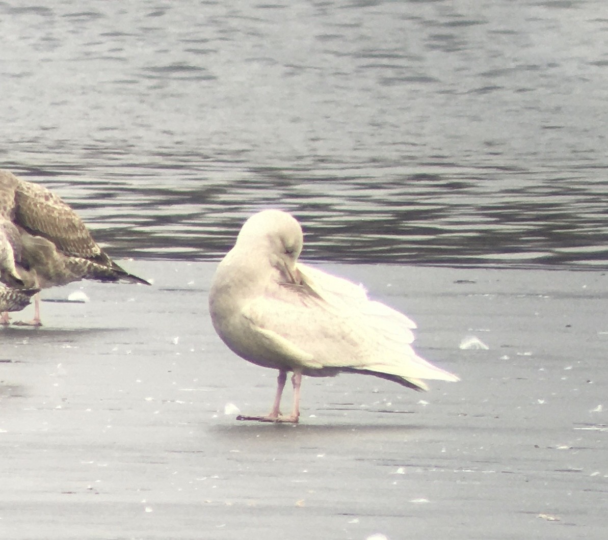 Glaucous Gull - ML409679151