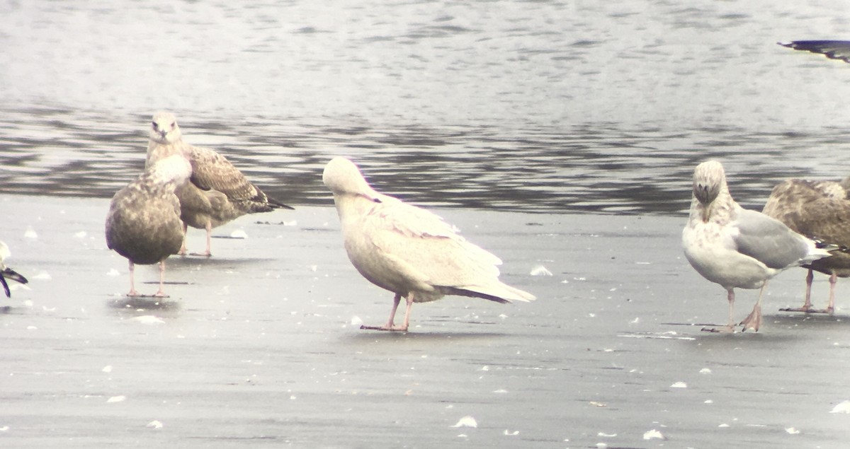 Glaucous Gull - ML409679161