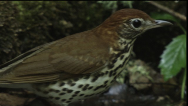 Wood Thrush - ML409680