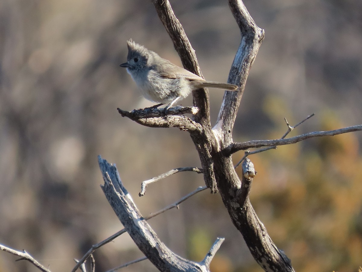 Juniper Titmouse - Anne (Webster) Leight